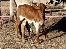 Kaycee 2024 Bull Calf