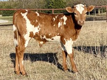 Sheridan Bull Calf 2024