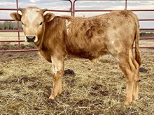 +F Wildfire Bull Calf 2023 (Sold)